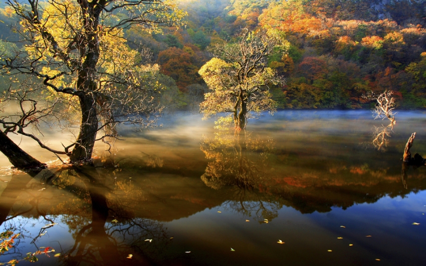 2009금산인삼 울산박람회1_0