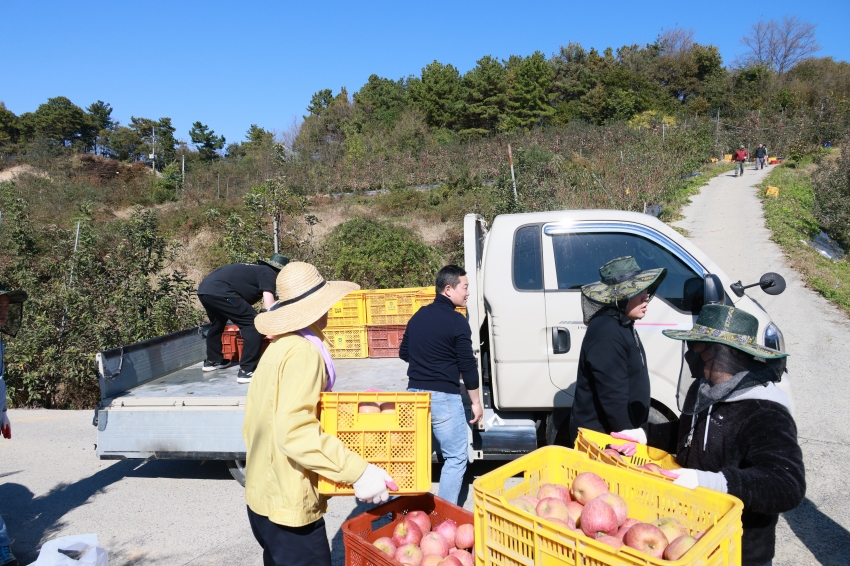 가을철 농촌 일손돕기_3