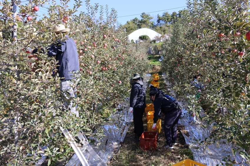 가을철 농촌 일손돕기_4