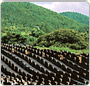 05.Economica : Suzerain of ginseng (80% of the local finance)