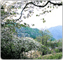 Silk Town Mountain Cherry Blossom Festival